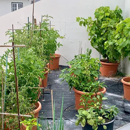 Two Palms Villa Nazaré