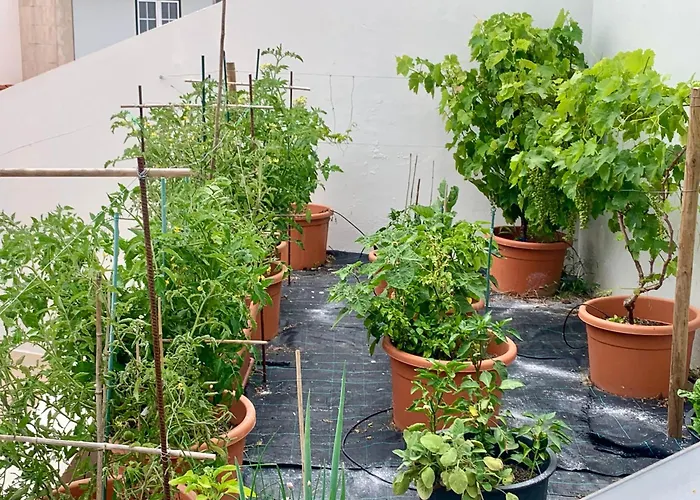 Two Palms 别墅 纳扎雷